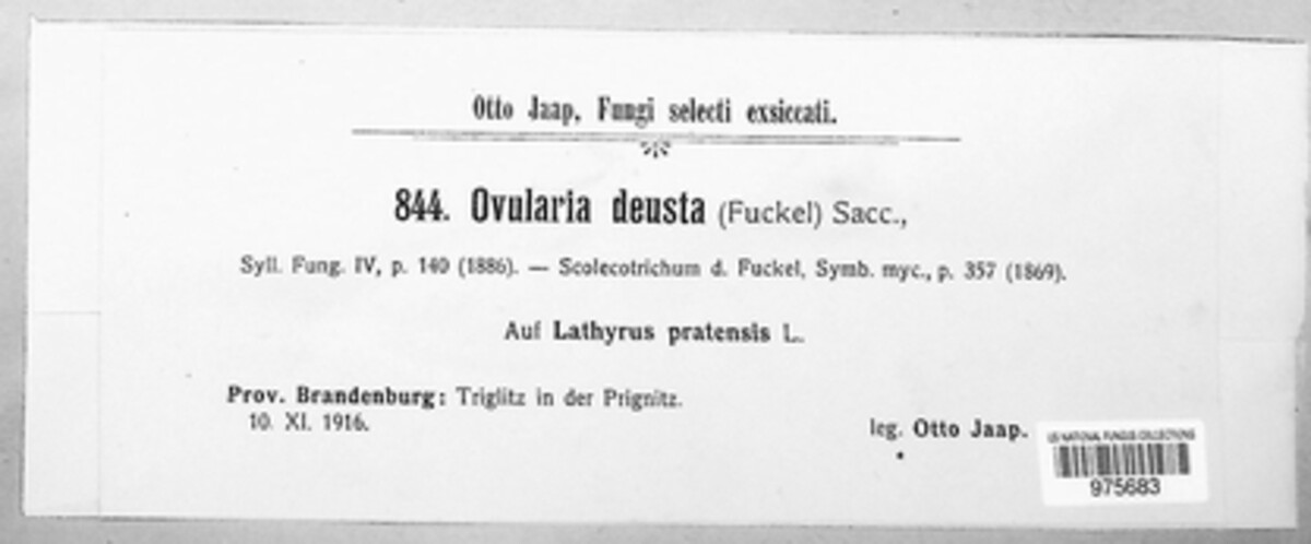 Ramularia deusta image